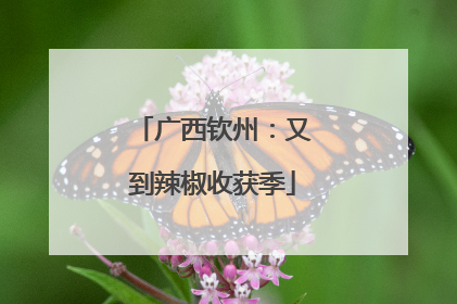 广西钦州：又到辣椒收获季